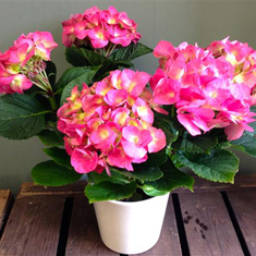 Pink Hydrangea