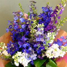 Traditional Original