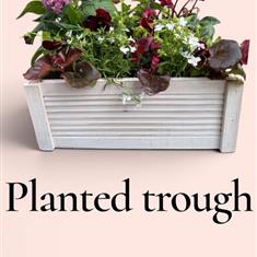 Planted indoor or outdoor trough