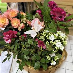 Hand planted indoor basket